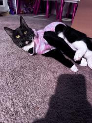 Reunited Female Cat last seen Willow glen, San Jose, CA 95126