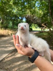 Found/Stray Unknown Ferret last seen Ducks creek, Garland, TX 75043
