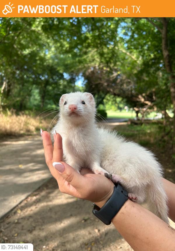 Found/Stray Unknown Ferret last seen Ducks creek, Garland, TX 75043