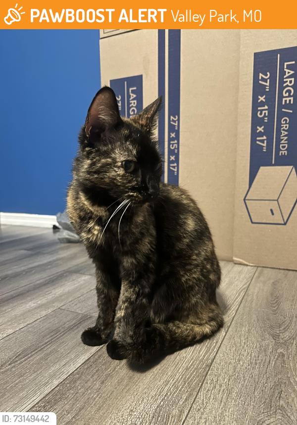 Found/Stray Female Cat last seen Crescent RD, Valley Park, MO 63088