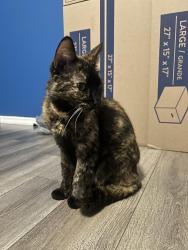 Found/Stray Female Cat last seen Crescent RD, Valley Park, MO 63088