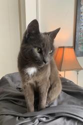 Lost Female Cat last seen Land trust, Atlanta, GA 30307