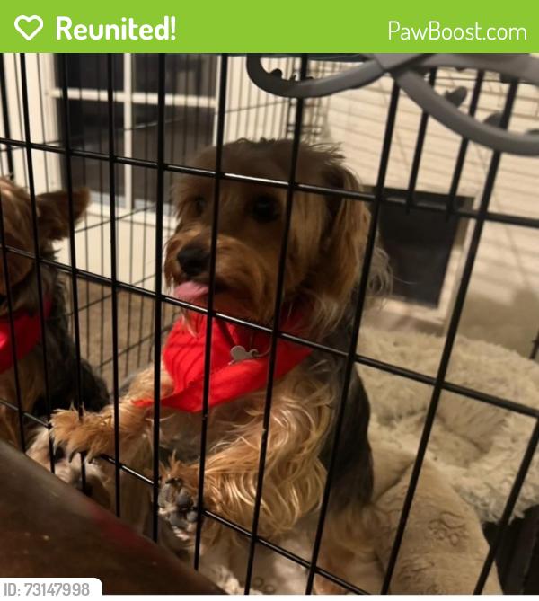 Reunited Male Dog last seen 45th ave and Olive - Glendale, AZ, Glendale, AZ 85302