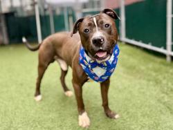 Shelter Stray Male Dog last seen Near W 71st Street, NEW YORK, NY, 10023, 326 E 110th St, New York, NY 10029, USA