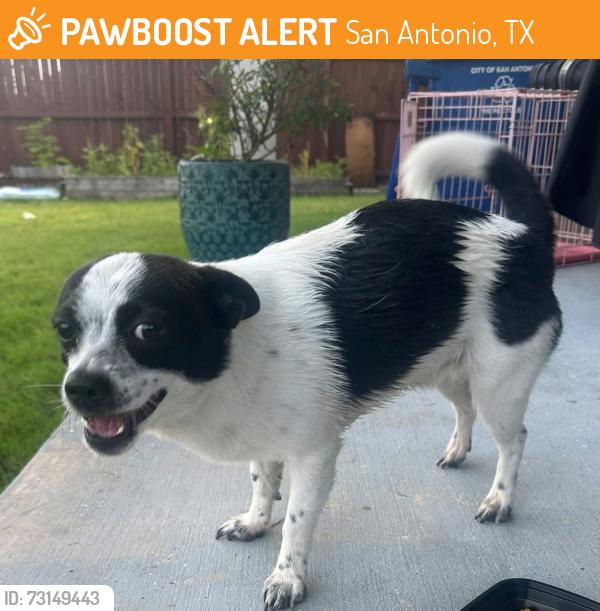 Found/Stray Male Dog last seen De Zavala rd and JV Bacon pkwy, San Antonio, TX 78249