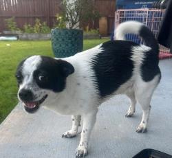 Found/Stray Male Dog last seen De Zavala rd and JV Bacon pkwy, San Antonio, TX 78249