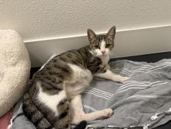 Found/Stray Female Cat last seen Near W Tower Ave, Alameda, CA 94501, Alameda, CA 94501