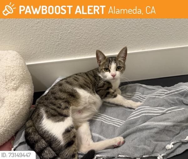 Found/Stray Female Cat last seen Near W Tower Ave, Alameda, CA 94501, Alameda, CA 94501