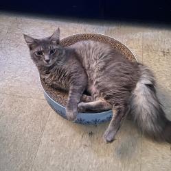 Lost Male Cat last seen Pennsylvania ave, Bonita springs, Fl, Bonita Springs, FL 34135
