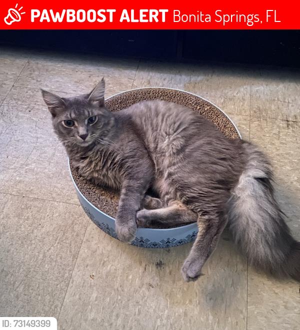 Lost Male Cat last seen Pennsylvania ave, Bonita springs, Fl, Bonita Springs, FL 34135