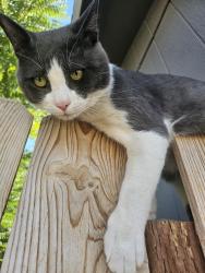 Lost Male Cat last seen Ringneck Dr, Harrisburg, Lower Paxton Township, PA 17112