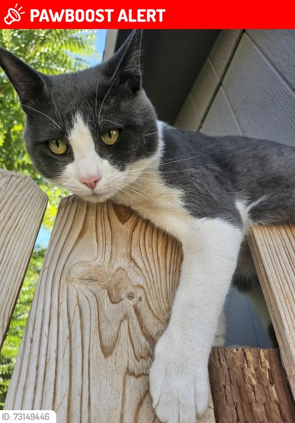 Lost Male Cat last seen Ringneck Dr, Harrisburg, Lower Paxton Township, PA 17112