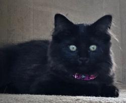 Reunited Female Cat last seen Near SE 101st Street, Renton, WA 98058