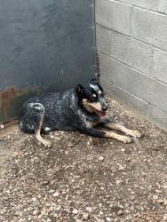 Reunited Female Dog last seen Near Carmel Ave NE, Albuquerque, NM 87113, USA, Albuquerque, NM 87113