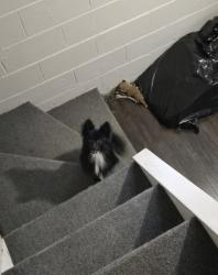 Lost Male Dog last seen Near, Indianapolis, IN 46218
