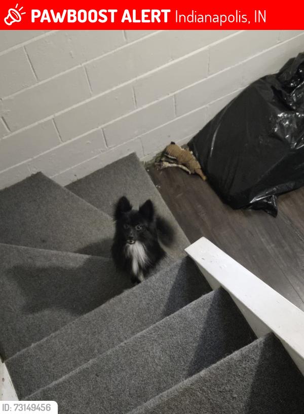 Lost Male Dog last seen Near, Indianapolis, IN 46218