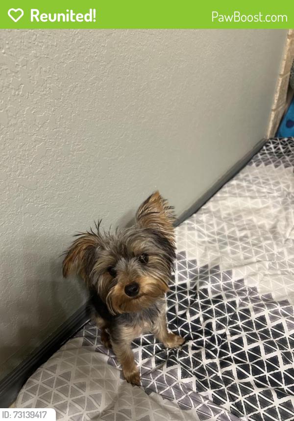 Reunited Female Dog last seen E Tecumseh Rd and Prescott Rd Norman OK, Norman, OK 73071