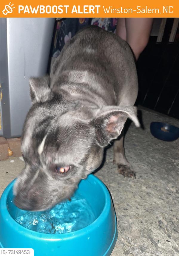 Found/Stray Female Dog last seen Lyons street, Winston-Salem, NC 27107