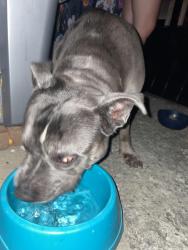 Found/Stray Female Dog last seen Lyons street, Winston-Salem, NC 27107
