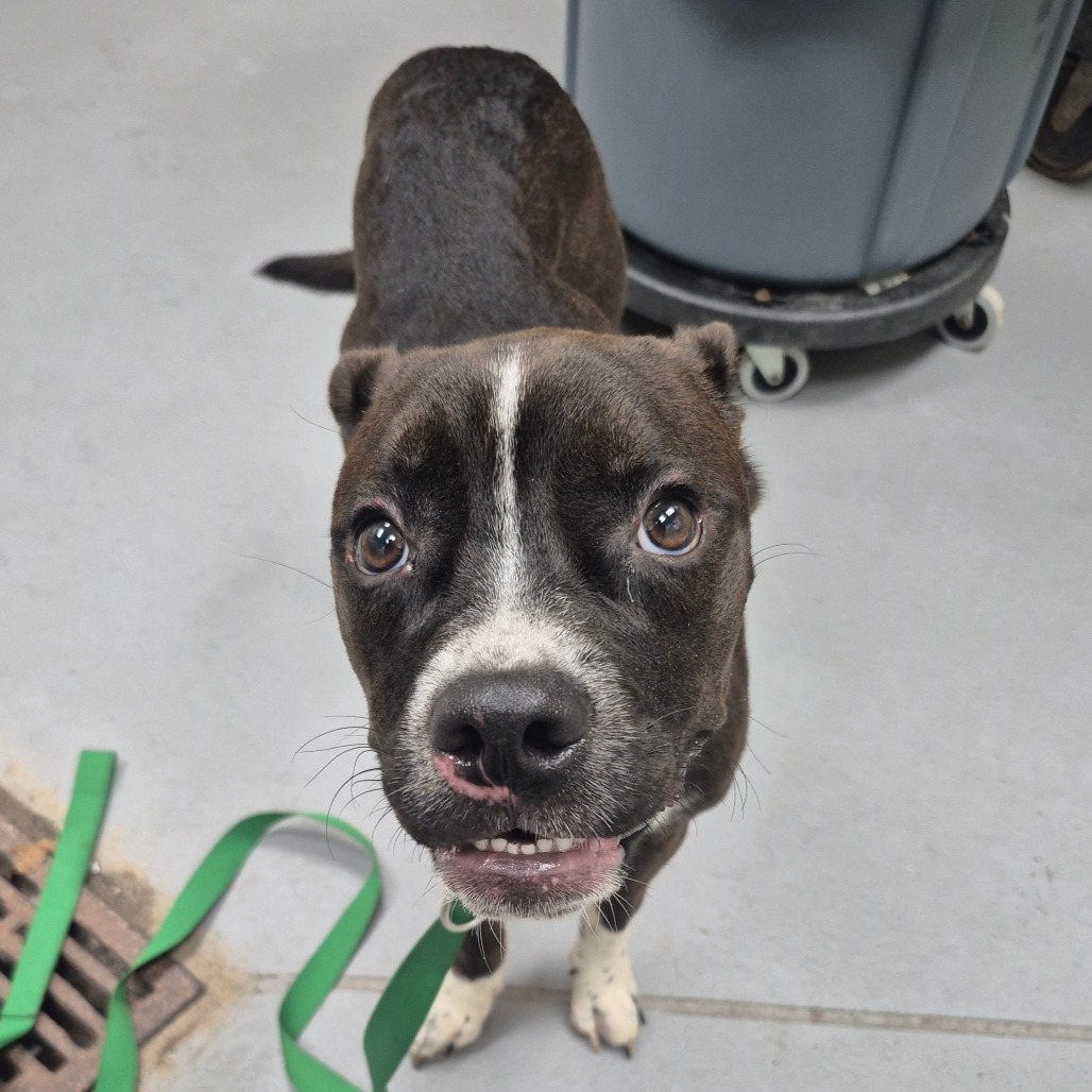 Shelter Stray Male Dog last seen , 4900 Milgen Rd, Columbus, GA 31907, USA