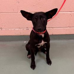 Shelter Stray Female Dog last seen , 2350 Appling City Cove, Memphis, TN 38133, USA