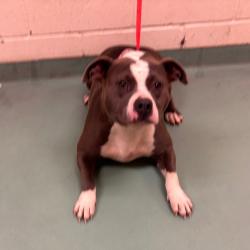 Shelter Stray Female Dog last seen , 2350 Appling City Cove, Memphis, TN 38133, USA