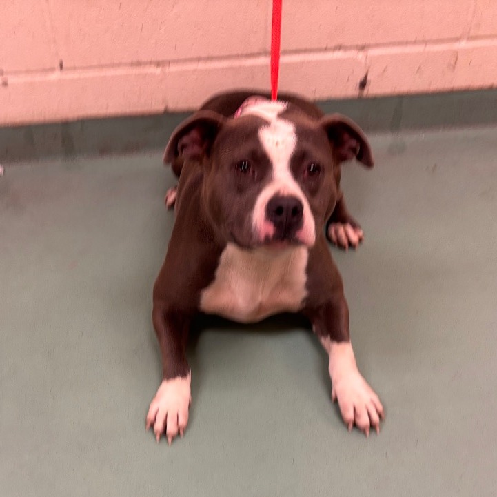 Shelter Stray Female Dog last seen , 2350 Appling City Cove, Memphis, TN 38133, USA