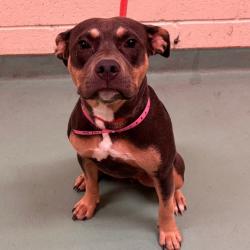 Shelter Stray Female Dog last seen , 2350 Appling City Cove, Memphis, TN 38133, USA