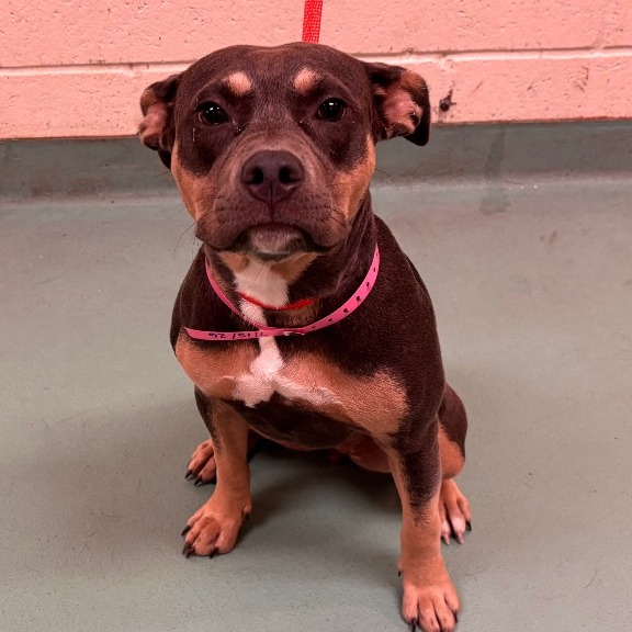 Shelter Stray Female Dog last seen , 2350 Appling City Cove, Memphis, TN 38133, USA