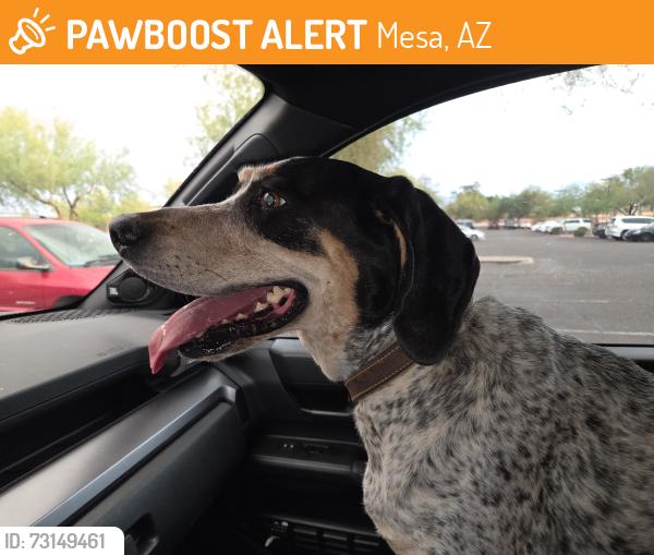 Found/Stray Female Dog last seen Mckellips & 76th street, Mesa, AZ 85201