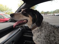Found/Stray Female Dog last seen Mckellips & 76th street, Mesa, AZ 85201