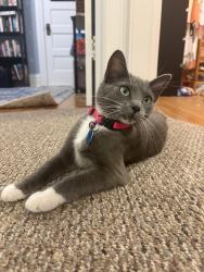 Reunited Female Cat last seen 16th street and Adams street, Denver, CO 80206