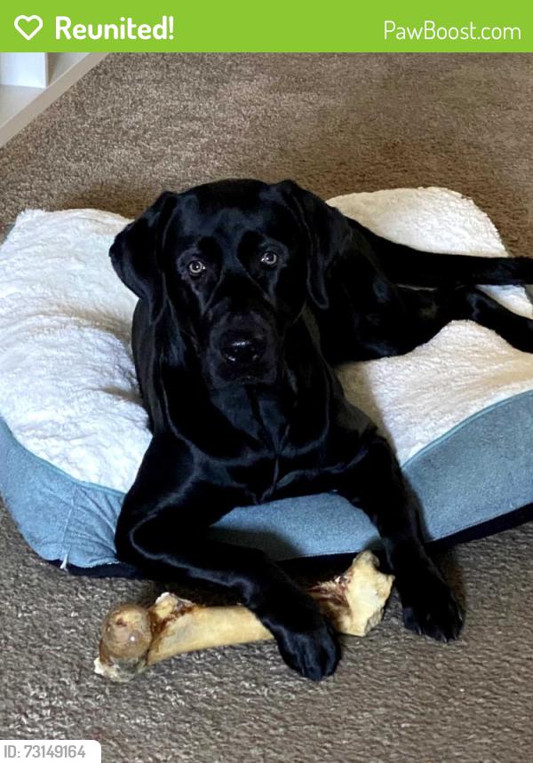 Reunited Male Dog last seen Dessert In/ Cabana, Sunrise Manor, NV 89122