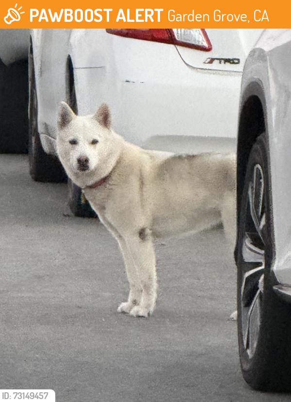 Found/Stray Unknown Dog last seen Lorna and Acacia, Garden Grove, CA 92841