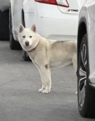 Found/Stray Unknown Dog last seen Lorna and Acacia, Garden Grove, CA 92841