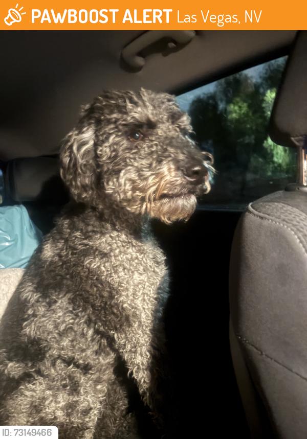 Found/Stray Unknown Dog last seen dodd and desert horizions, Las Vegas, NV 89122