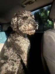 Found/Stray Unknown Dog last seen dodd and desert horizions, Las Vegas, NV 89122