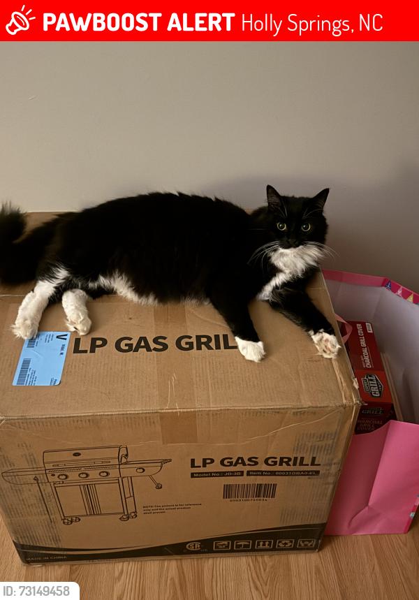 Lost Male Cat last seen Downtown Holly Springs, Holly Springs, NC 27540
