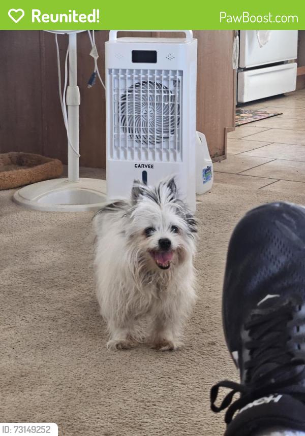 Reunited Female Dog last seen Seminole Ln & Inca / Mohawk, Henderson, NV 89015
