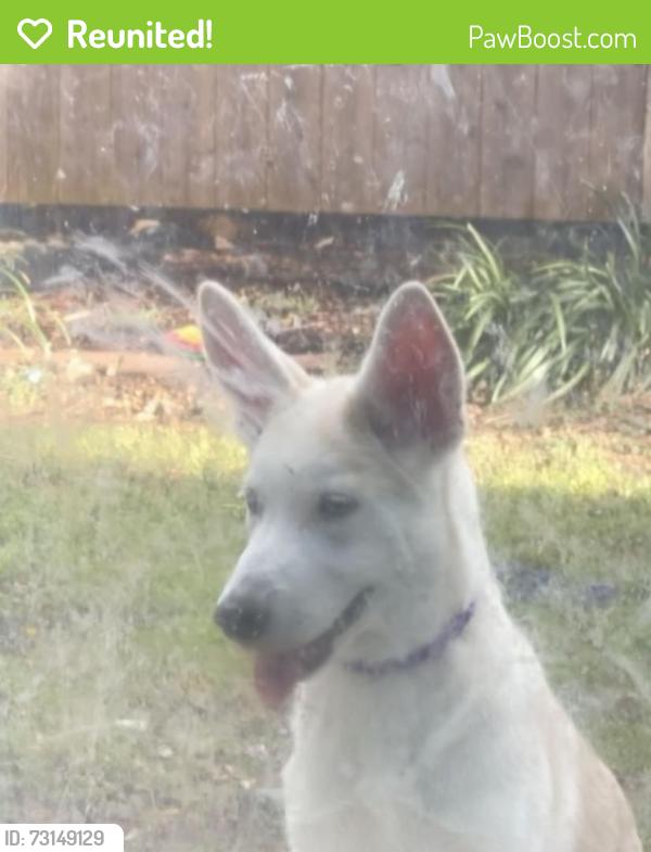 Reunited Female Dog last seen Pleasant run and N Joe Wilson, Cedar Hill, TX 75104