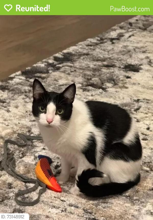 Reunited Male Cat last seen Gold finch Pl and southpoint way - Fulbrook on Fulshear Creek- Fulshear, tx, Fulshear, TX 77441
