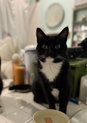 Lost Female Cat last seen Near Corte Rivera, Lake Elsinore, CA 92532