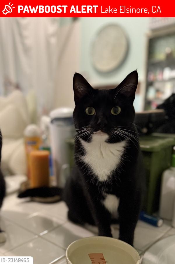 Lost Female Cat last seen Near Corte Rivera, Lake Elsinore, CA 92532