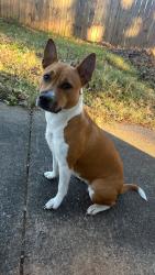 Reunited Female Dog last seen Idlewild, Charlotte, NC 28212