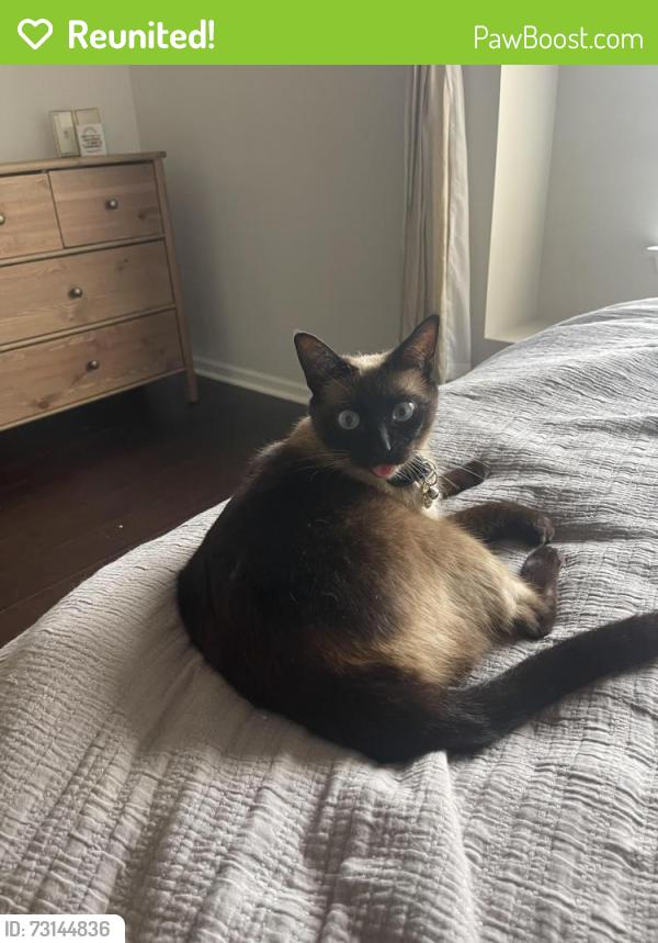 Reunited Female Cat last seen Covington at Providence neighborhood, Charlotte, NC 28270