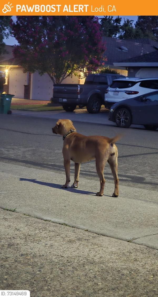 Found/Stray Female Dog last seen Turner rd, Lodi, CA 95240
