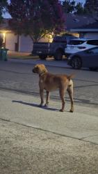 Found/Stray Female Dog last seen Turner rd, Lodi, CA 95240