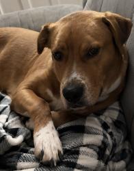 Reunited Female Dog last seen Yale rd/Covington pike, Memphis, TN 38128