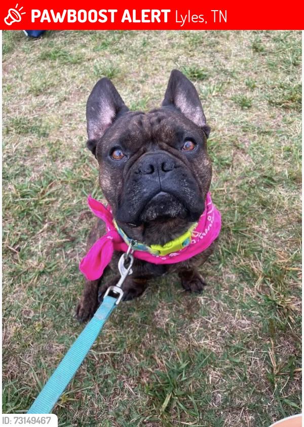 Lost Male Dog last seen Wrigley Rd, Lyles, TN 37098