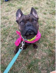 Lost Male Dog last seen Wrigley Rd, Lyles, TN 37098
